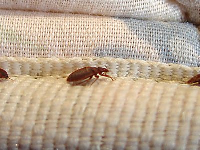 bed bugs control in Dubai