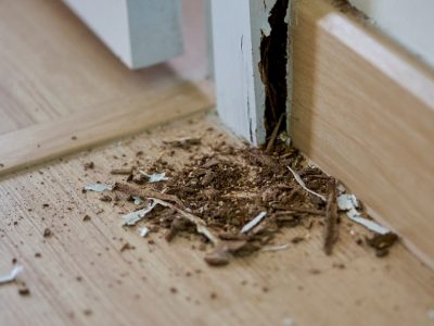 Termites control in Dubai