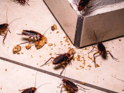 Cockroaches control in Dubai