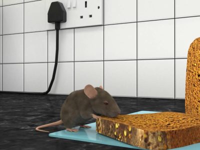 rat control in Dubai